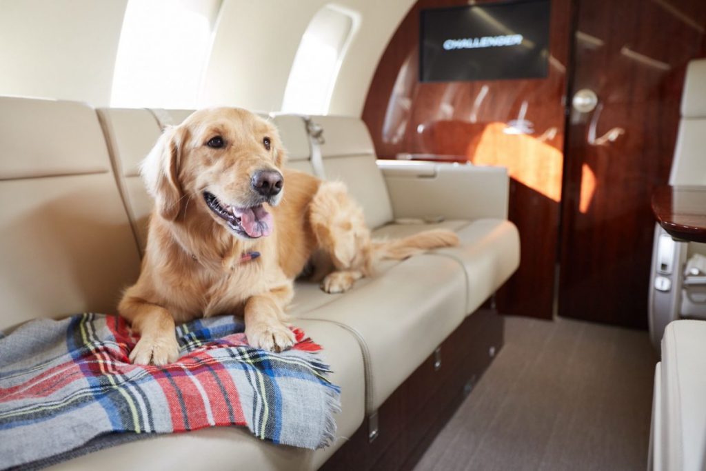 Can I Bring My Pet With Me On The Private Jet?