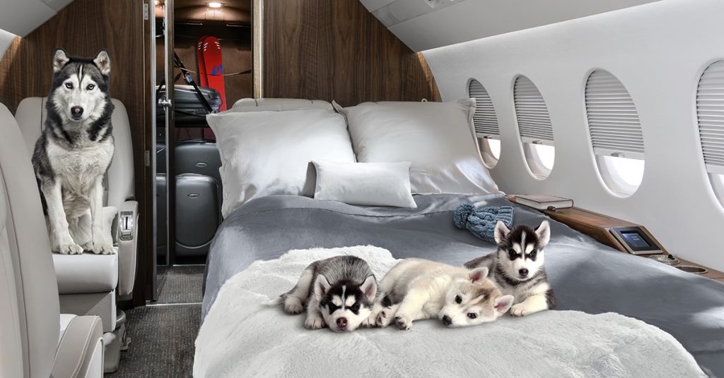 Can I Bring Pets Onboard A Private Jet?
